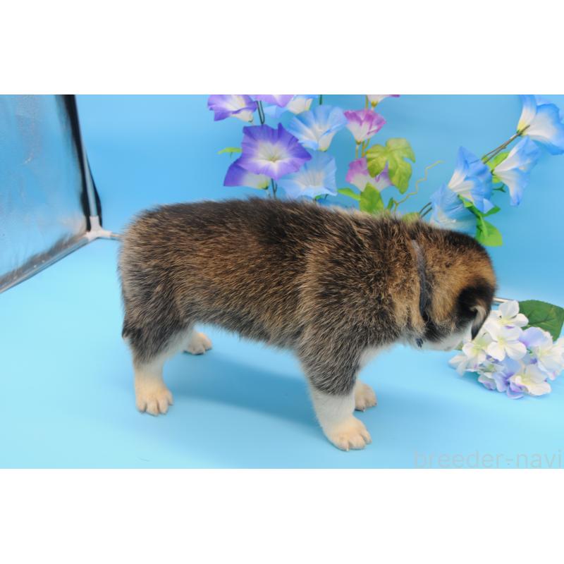 販売中の岡山県のミックス犬-399876の3枚目